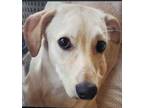 Adopt Hurry a Tan/Yellow/Fawn Saluki / Labrador Retriever / Mixed dog in