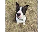 Adopt Lucky Lopez a Black - with White Bull Terrier / Mixed dog in Juneau