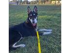 Adopt Zulu a Black German Shepherd Dog / Mixed dog in Callao, VA (36328676)