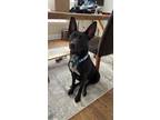 Adopt PATRA a Black Belgian Malinois / Australian Cattle Dog / Mixed dog in