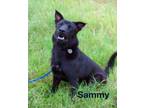Adopt Sammy a Chow Chow, Labrador Retriever