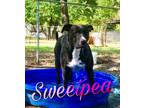 Adopt Sweetpea a Pit Bull Terrier, Staffordshire Bull Terrier