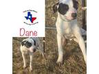 Adopt Dane a Pit Bull Terrier