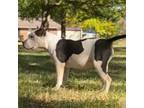 American Bully Puppy for sale in Weaubleau, MO, USA