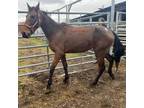 Adopt Diego a Tennessee Walking Horse / Mixed horse in Hohenwald, TN (36343395)