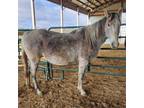 Adopt Kissimmee a Quarterhorse / Appaloosa / Mixed horse in Hohenwald