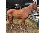 Adopt Austin a Tennessee Walking Horse / Mixed horse in Hohenwald, TN (36343391)