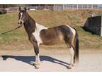 Adopt JUBILEE a Bay Paint/Pinto / Mixed horse in Union, MO (36343163)