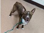 Coco Boston Terrier Young Female