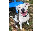 Andi, American Pit Bull Terrier For Adoption In Sarasota, Florida