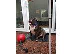 Tank, American Pit Bull Terrier For Adoption In Hudson, Florida