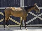 Livethedream, Thoroughbred For Adoption In Lexington, Kentucky