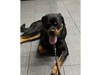 June Bug Rottweiler Young Female