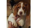Curly Beagle Puppy Male