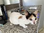 María Domestic Shorthair Kitten Female
