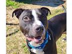 Lennon American Staffordshire Terrier Young Male