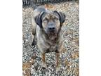 Adopt Gail a Brindle Plott Hound dog in Jackson, GA (36354727)