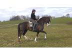 Talented 9years, 16.3hh top train gelding