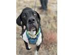 Adopt Candee a Black - with White Great Dane dog in Castle Rock, CO (36351741)