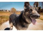 Adopt Thera a Black - with Tan, Yellow or Fawn German Shepherd Dog dog in Castle