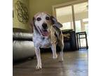 Adopt Reggie a Tricolor (Tan/Brown & Black & White) Beagle / Mixed dog in
