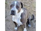 Adopt Bellalina a Boxer, Pit Bull Terrier
