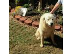 Adopt Barry a Great Pyrenees