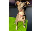 Adopt Olivia-FOSTER HOME NEEDED a American Staffordshire Terrier