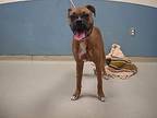Pizzazz Boxer Young Female