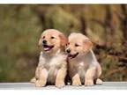 cxkduf 3 Golden Retriever puppies - Opportunity