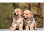 dspodo 2 Golden Retriever puppies - Opportunity
