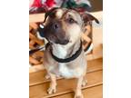 Adopt Nunu a American Pit Bull Terrier / Mixed dog in Hyde Park, NY (36367249)