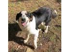 Adopt Mercury a Tricolor (Tan/Brown & Black & White) Australian Cattle Dog /
