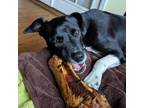 Adopt RIVET a Black Beagle / Foxhound / Mixed dog in Pt. Richmond, CA (36364457)
