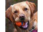 Adopt Bella a Tan/Yellow/Fawn Labrador Retriever / Golden Retriever / Mixed dog