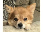 Adopt Bear a Tan/Yellow/Fawn Pomeranian / Mixed dog in Oak Creek, WI (36359076)