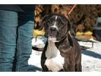 Adopt Fancy a Brindle - with White Plott Hound dog in Castle Rock, CO (33639034)