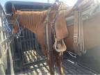 Sixes pic bred ranch horse