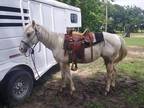 4 year old palamino paint gelding for sale