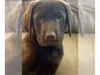 Labrador Retriever PUPPY FOR SALE ADN-492028 - Puppy Love