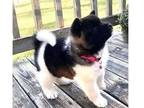 asfvcbn 2 Akita puppies - Opportunity!