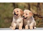 sgtyyt 2 Golden Retriever puppies - Opportunity