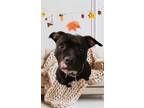 Adopt Galaxy a Black - with White American Pit Bull Terrier / Mixed dog in
