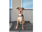 Adopt Scotty a American Pit Bull Terrier / Mixed dog in Hyde Park, NY (36374799)