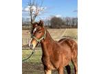 Sweet Well Bred Weanling Filly