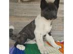 Akita Puppy for sale in Colorado Springs, CO, USA