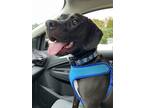 Adopt Joey a Black - with White American Pit Bull Terrier / Beagle / Mixed dog