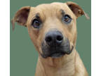 Adopt ZOEY a Brown/Chocolate Rhodesian Ridgeback / Mixed dog in Tucson