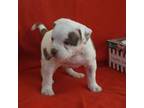 American Bully Puppy for sale in Bailey, CO, USA