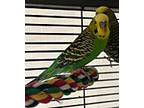 Grumby, Budgie For Adoption In Prince George, British Columbia